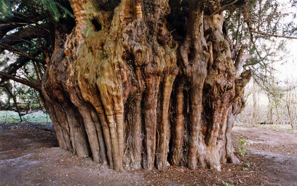 Picture of the Ankerwyke Yew.