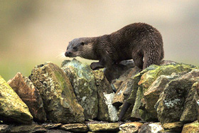 Picture of an otter